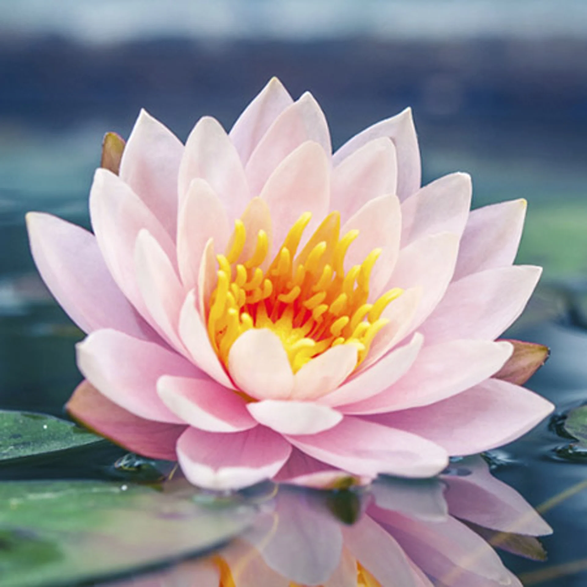 Pink lotus flower on water surface.
